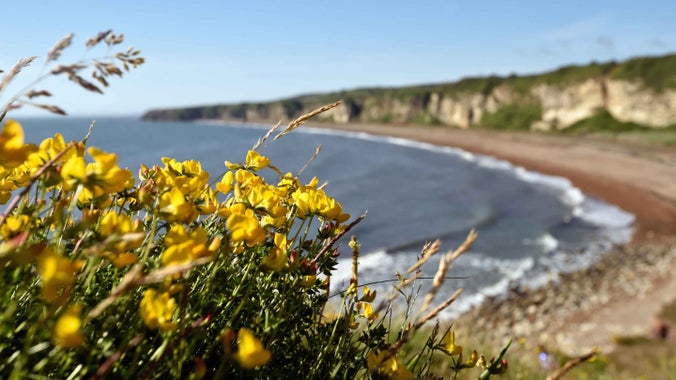 Flora on the clifftops and a tranquil beach on the Durham Coast, County Durham